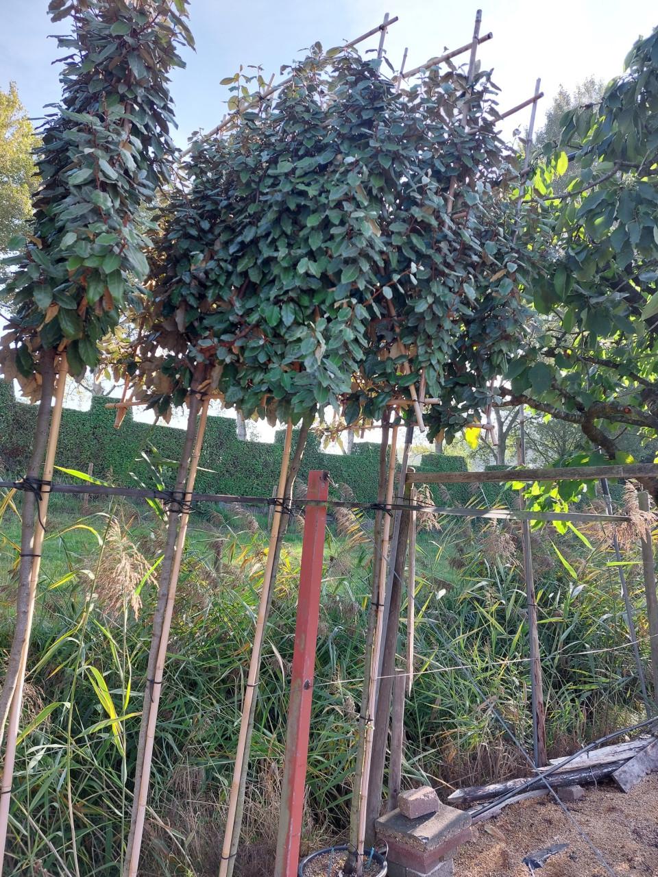 Leibomen