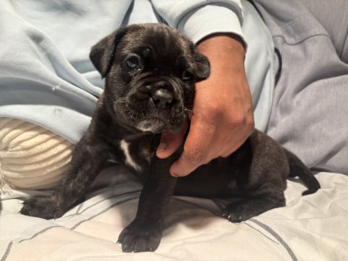 Cane Corso pups