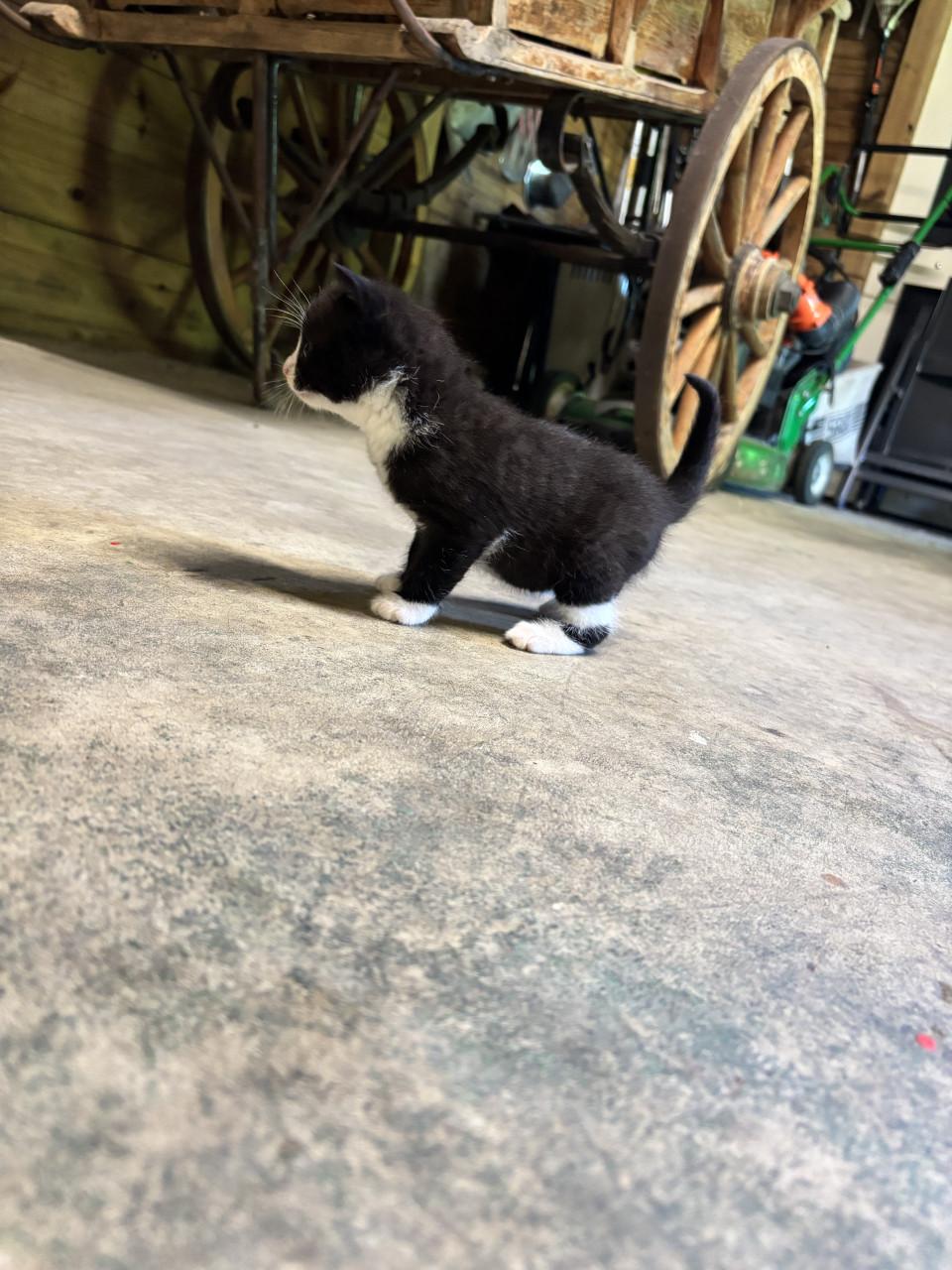 5 boerderij kittens