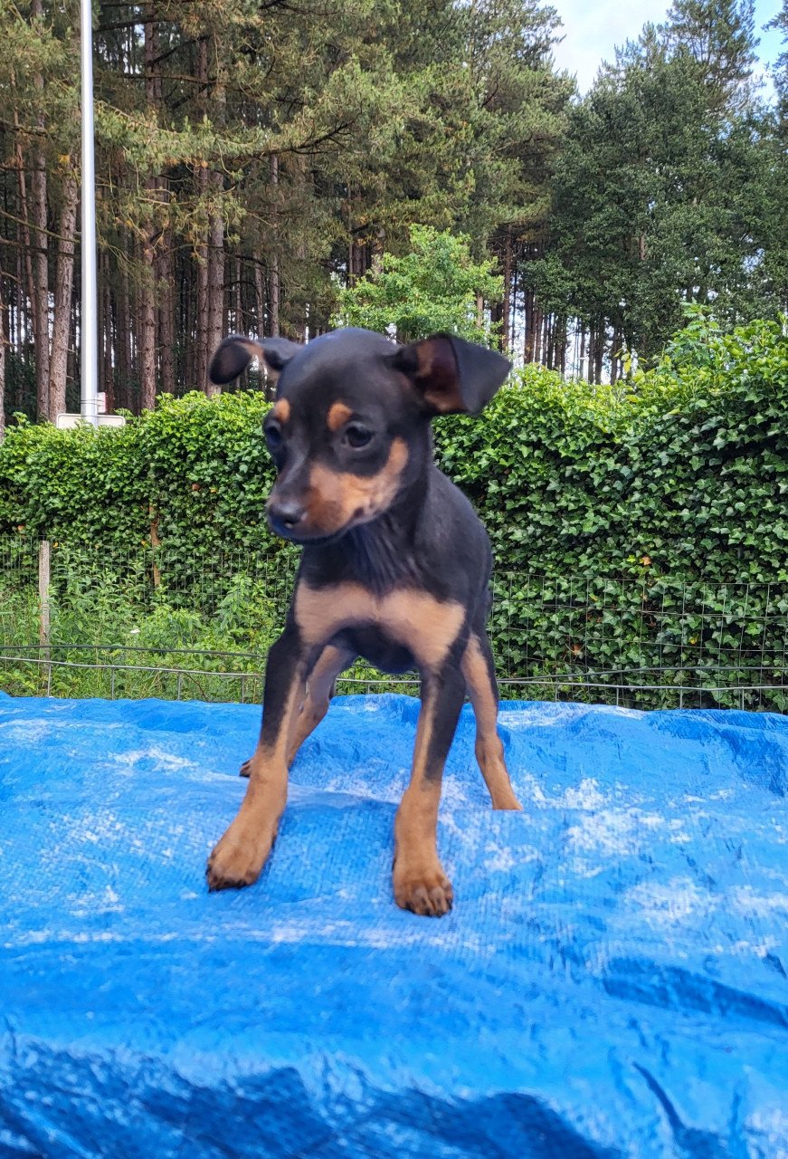 Dwergpinscher