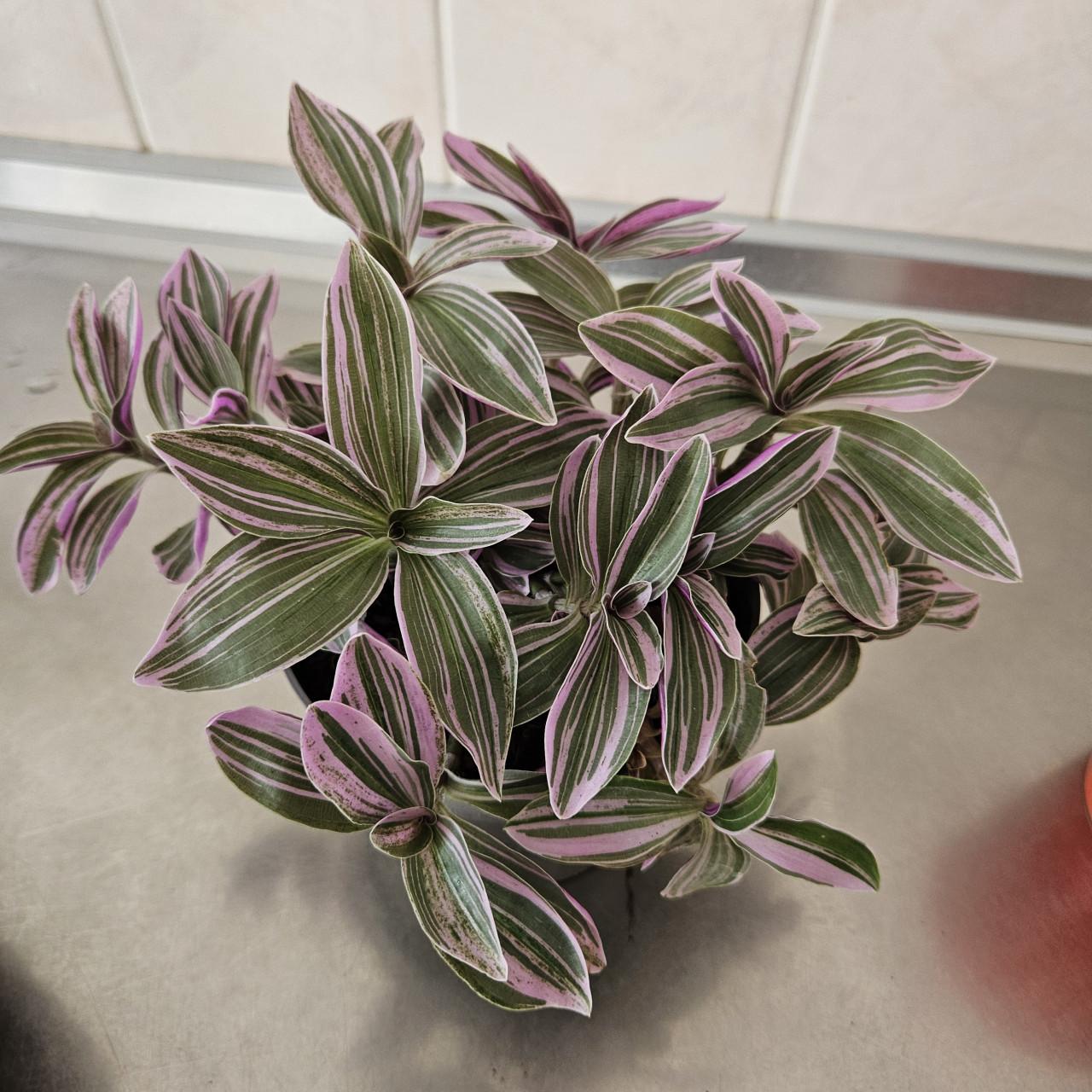 Plantje tradescantia?