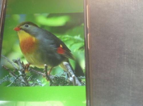 JAPANSE NACHTEGAAL MAN GEZOCHT