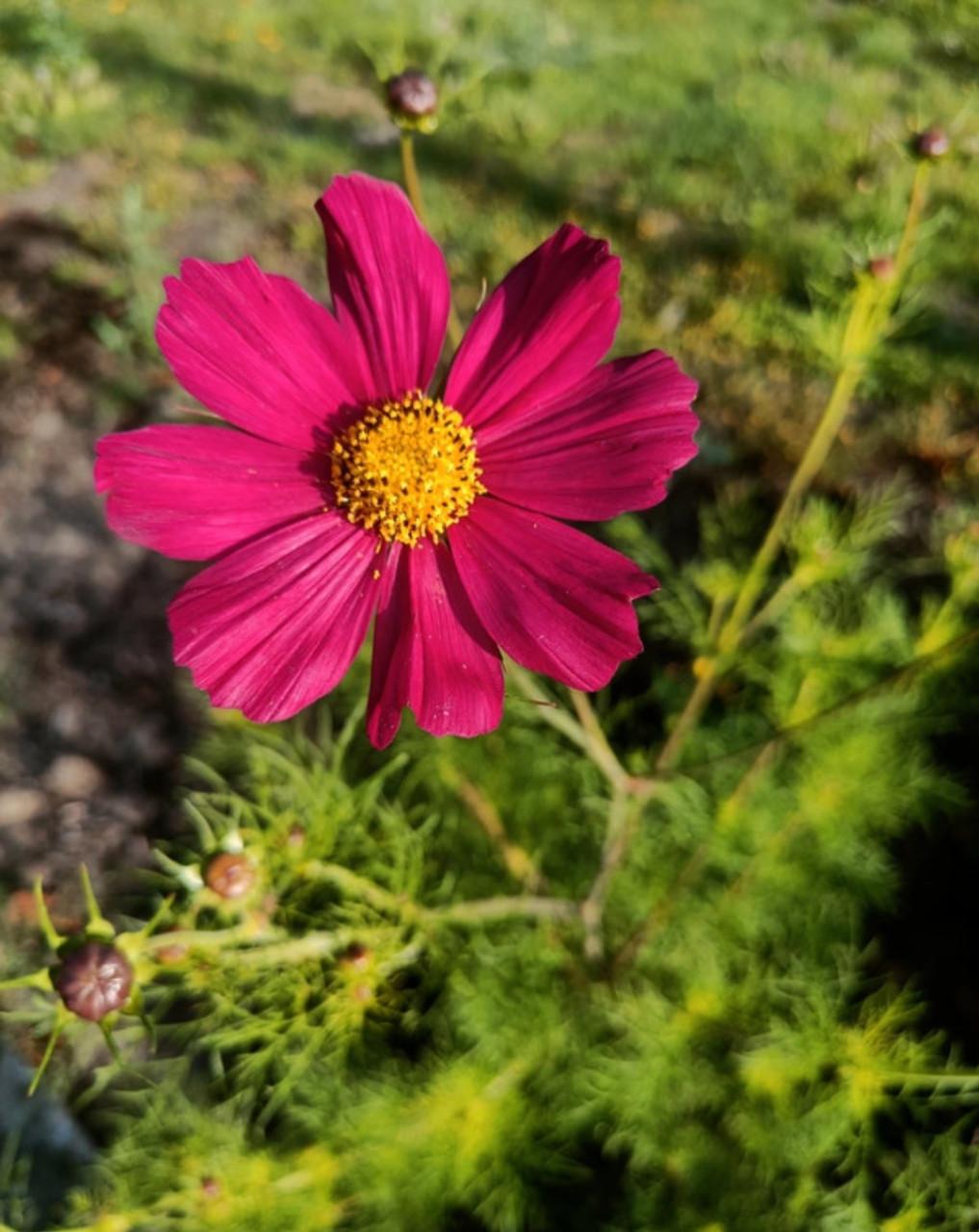 Cosmea stekjes biologisch