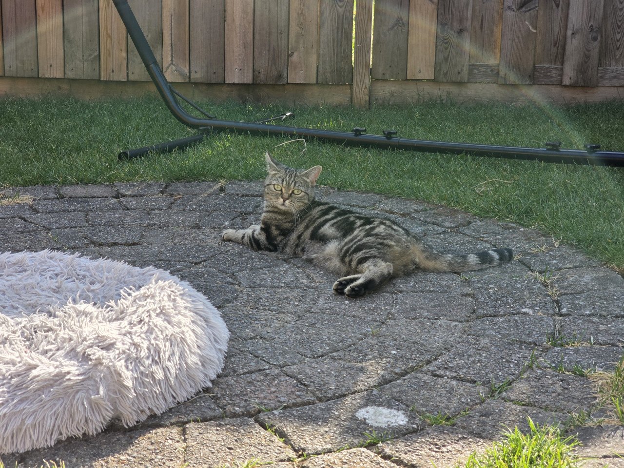 Brits korthaar Black golden tabby blotched poesje