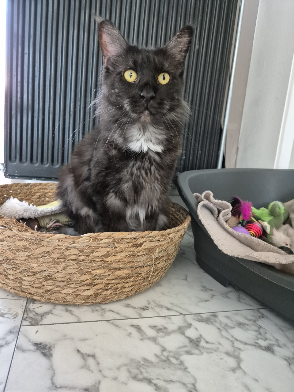 Maine coon poes 2 jaar oud