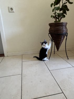 Lieve zwart witte kitten