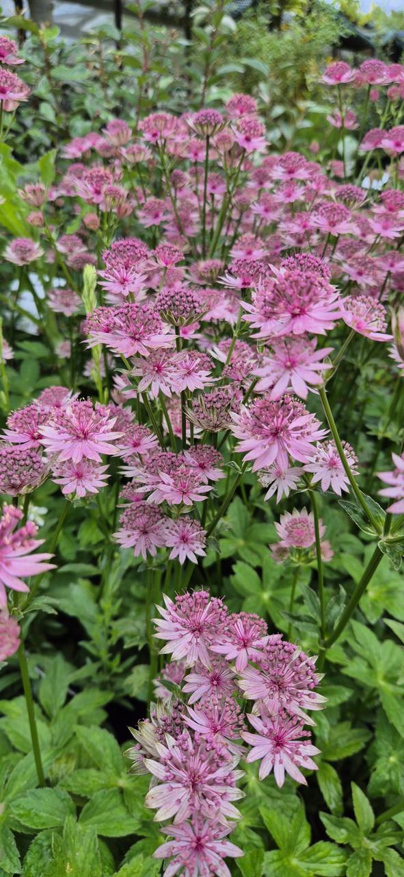 Vaste planten 2 literpot bio
