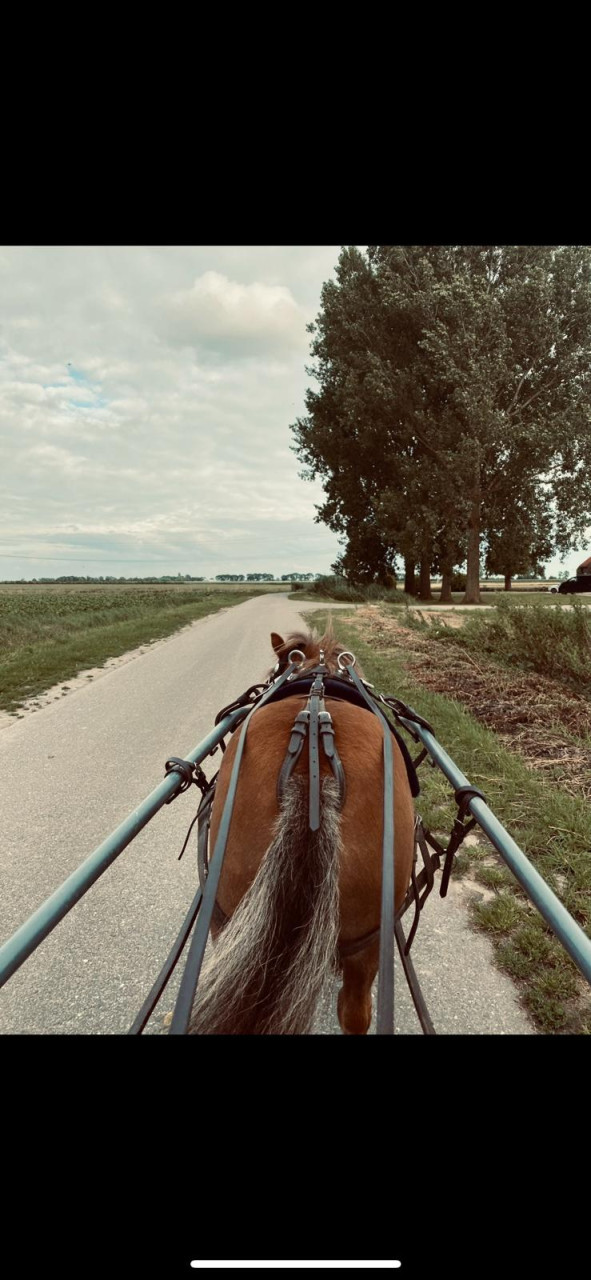 2 lieve shetlanders te koop