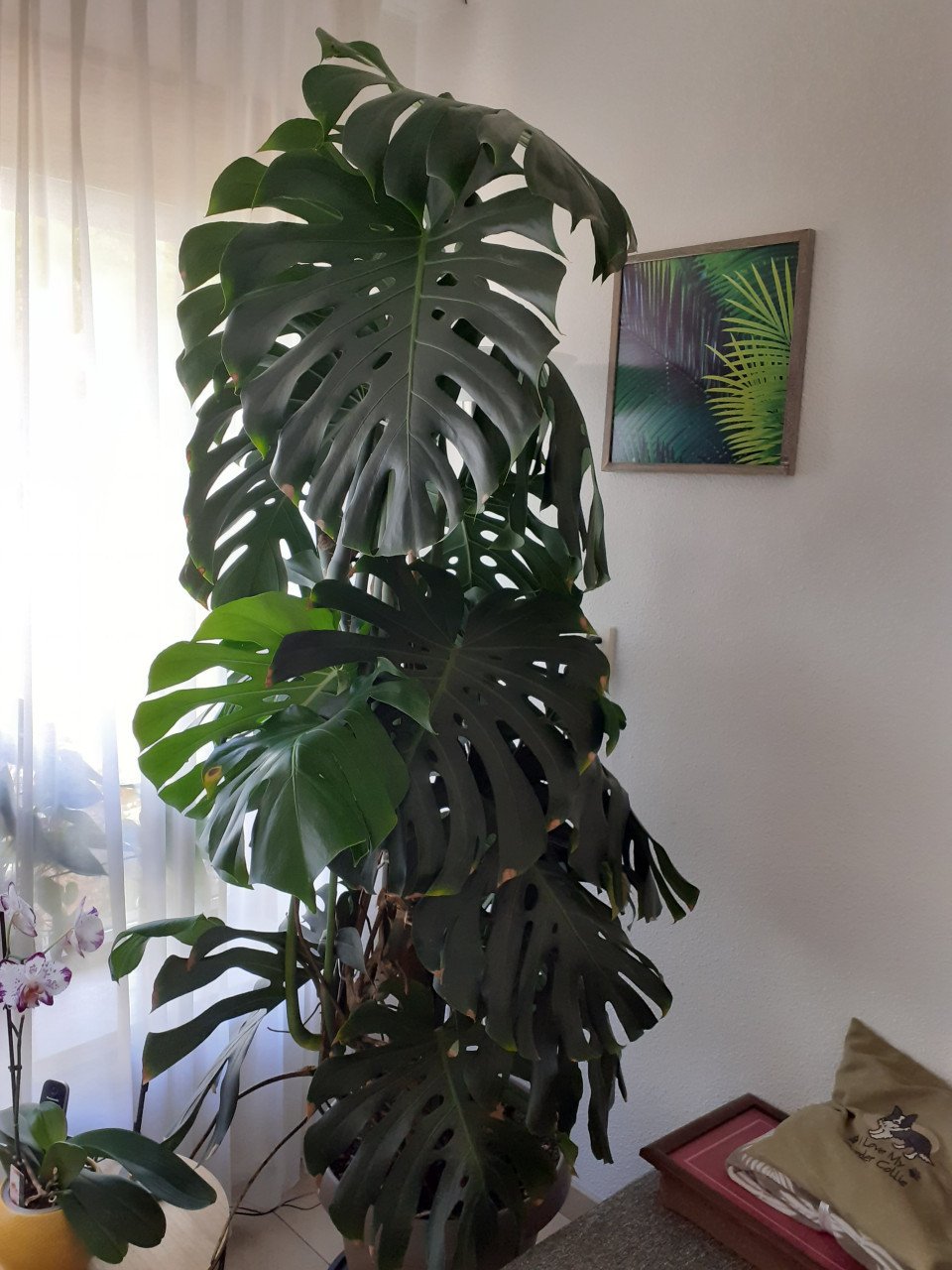 Gatenplant