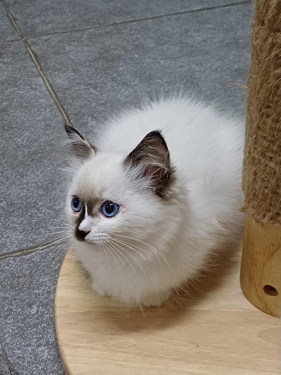 Prachtig Ragdoll poesje met stamboom mag verhuizen.