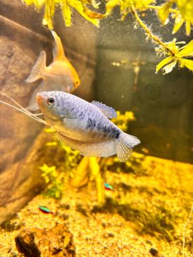 Marmer gourami