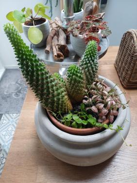 Cactus + planten arrangement in mooie, grijze schaal (zwaar)