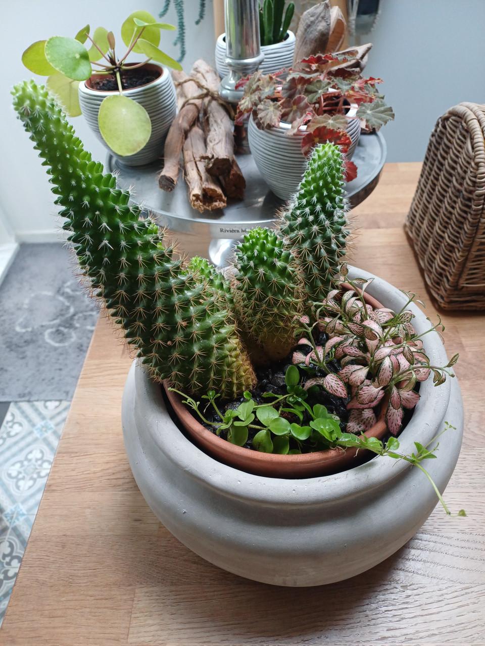 Cactus + planten arrangement in mooie, grijze schaal (zwaar)