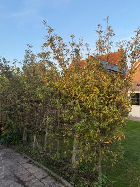 3 appelbomen