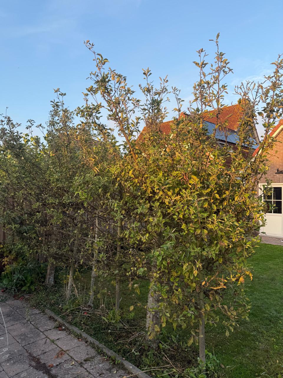 3 appelbomen