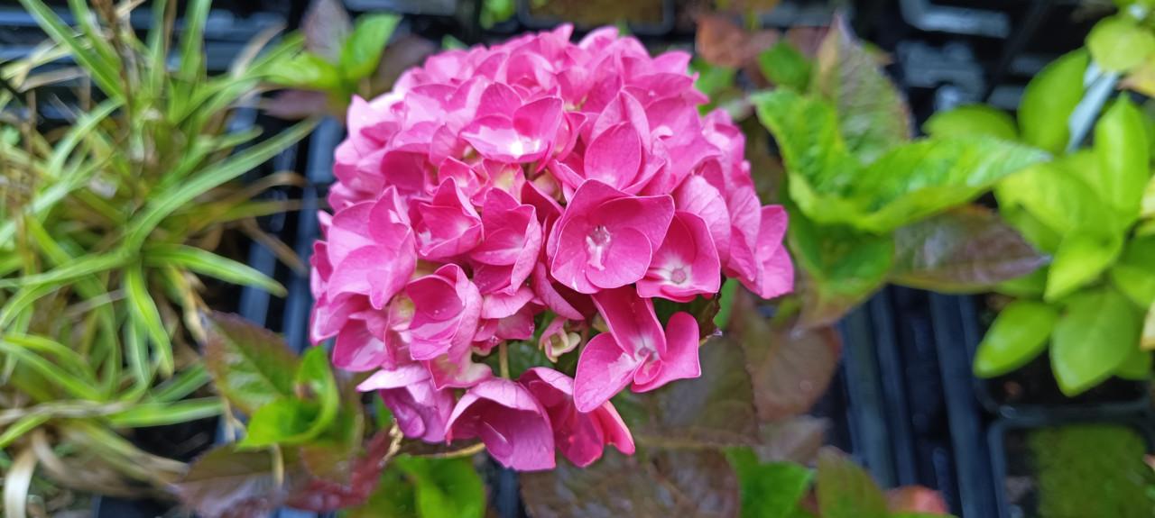 Diverse soorten Hortensia’s in pot, staan nu prachtig in bloei !