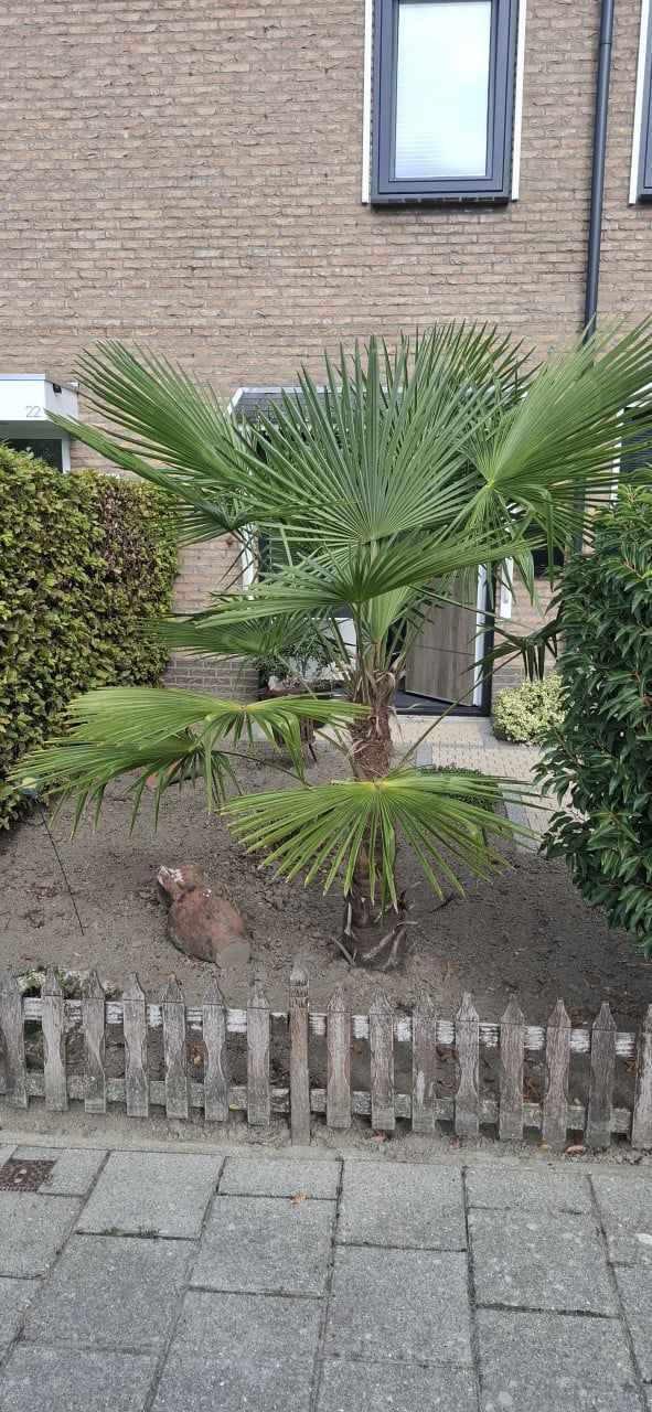 Palmboom