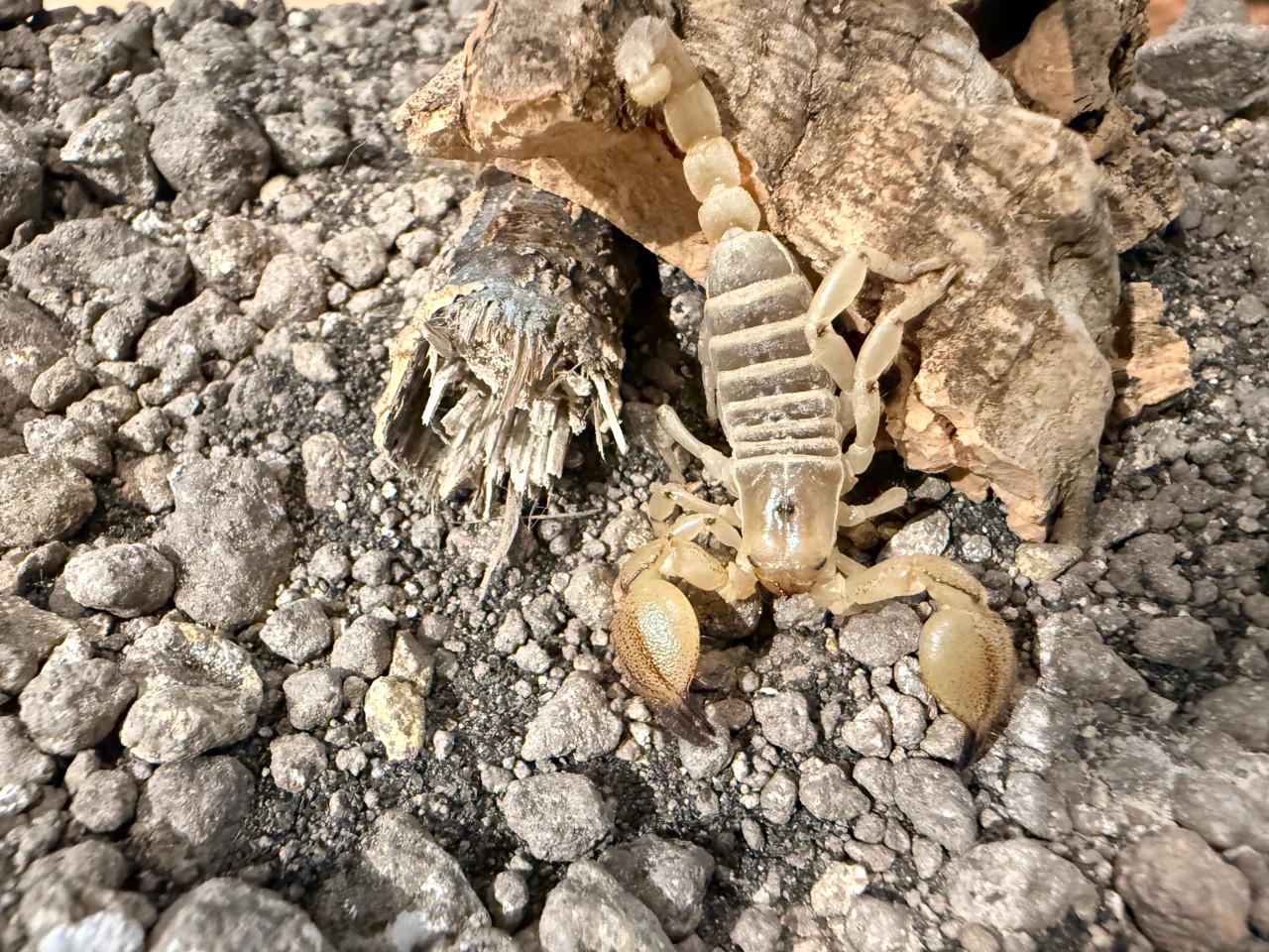 Scorpio maurus