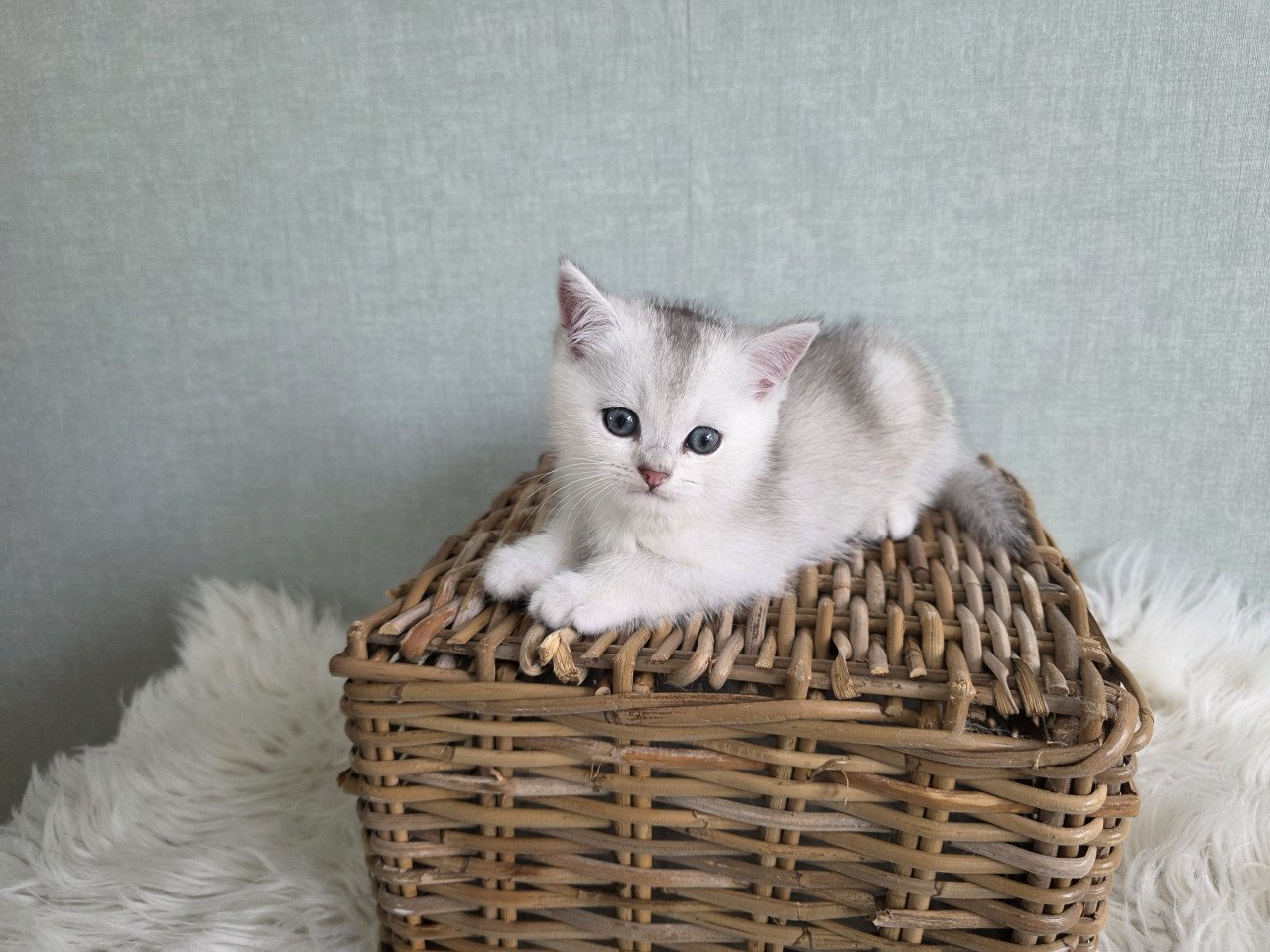 Brits korthaar Black silver shaded kitten