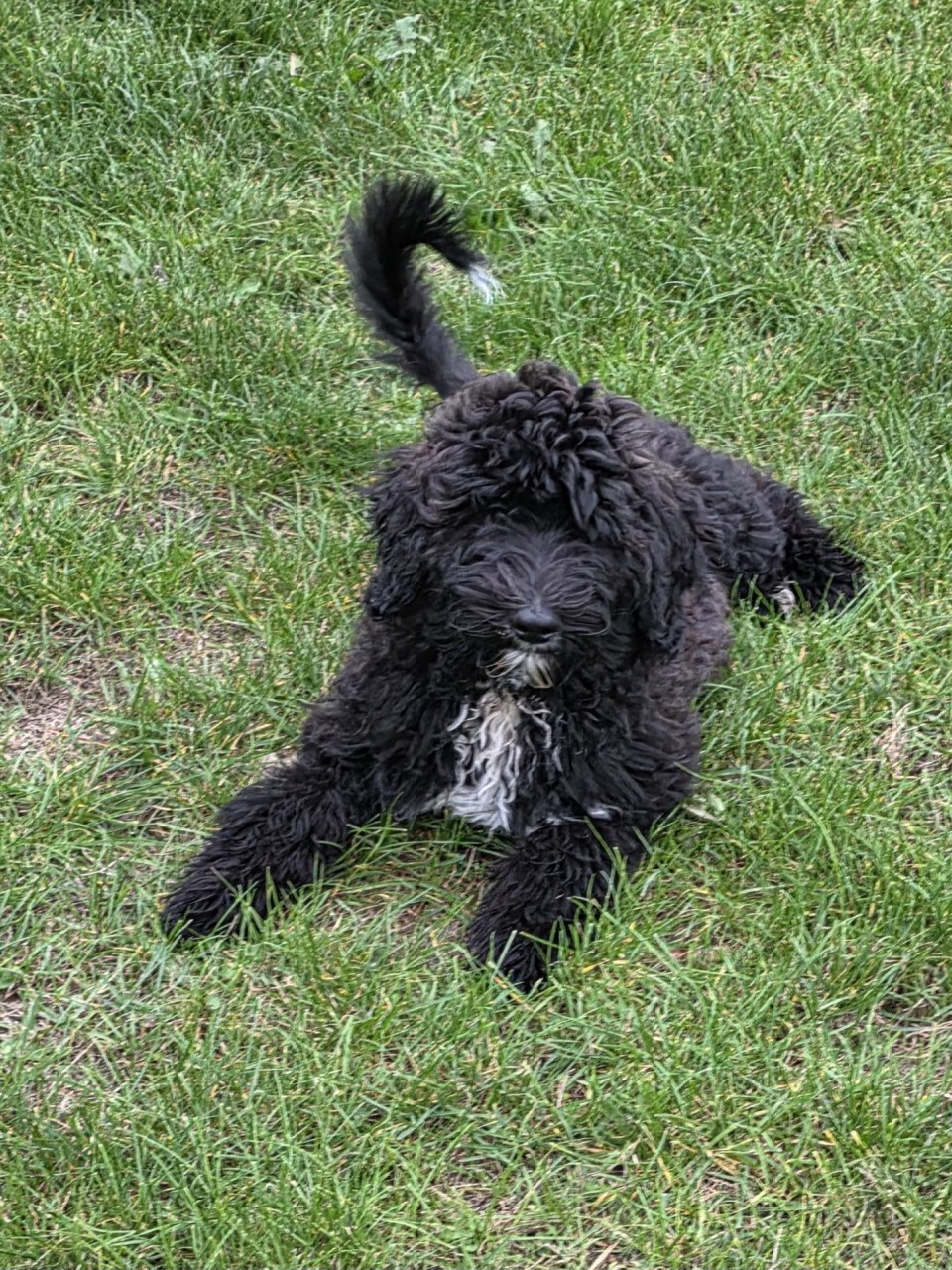 Labradoodle