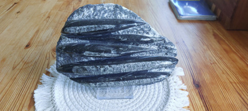 Fossielen Orthoceras
