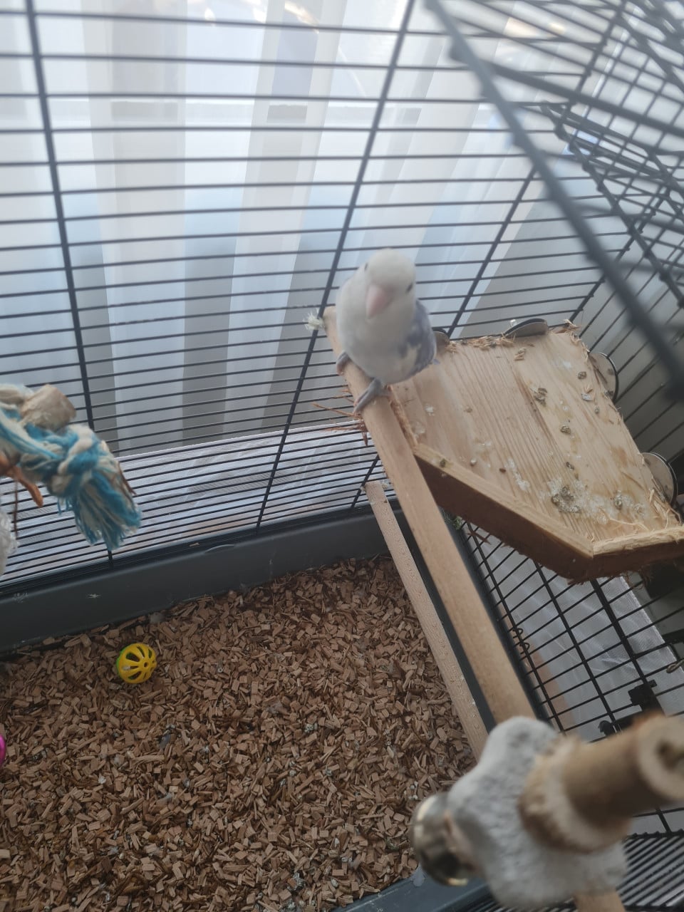 Agapornis Roseicollis