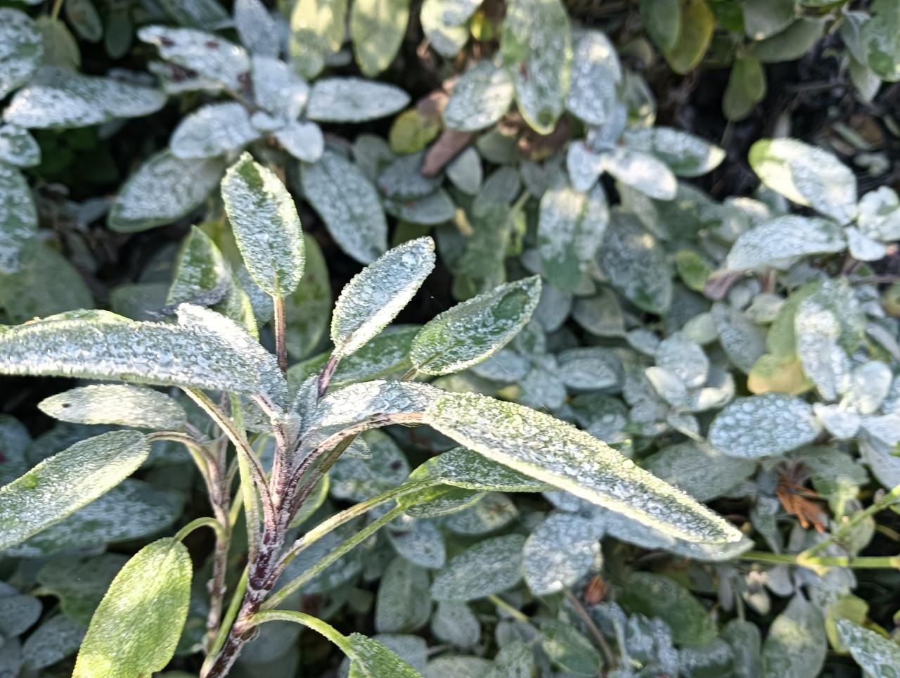 Wildplukwinterwandeling