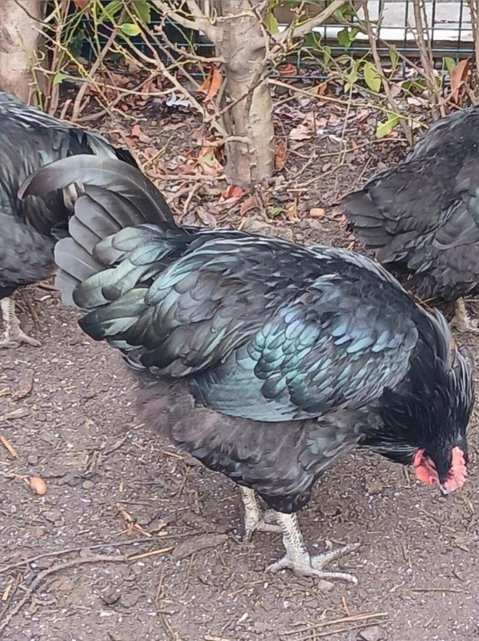 4 New Yersey Giant hanen.