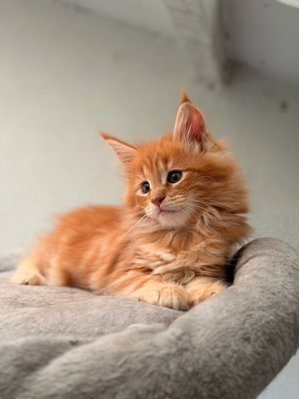 Maine Coon kittens