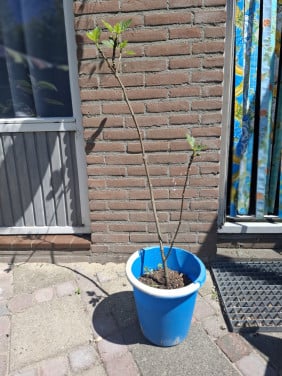 Grote jonge vijgen stek