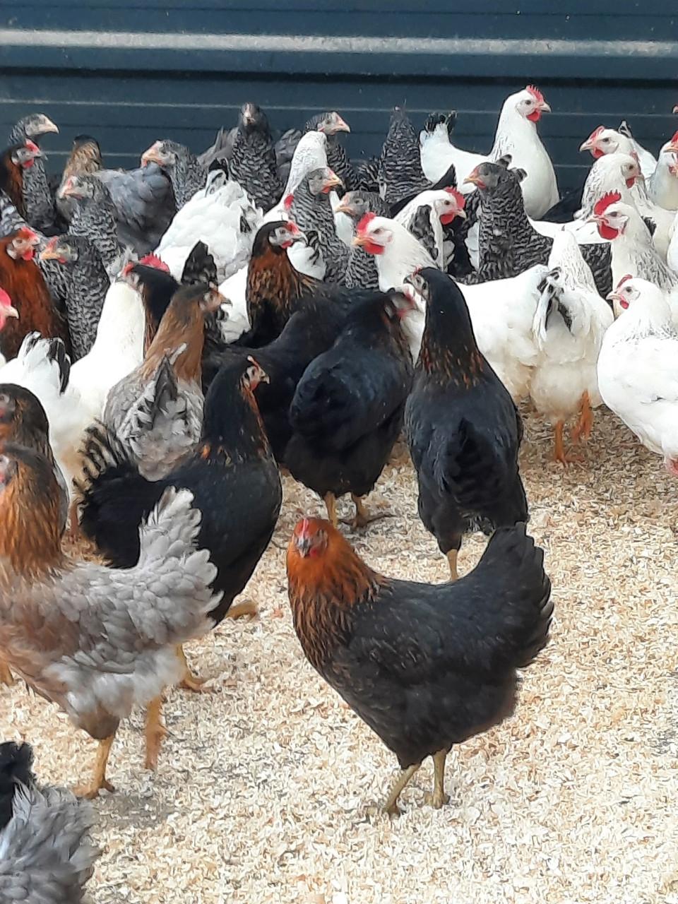 Ruime keuze uit allerlei legkiprassen- en krielrassen