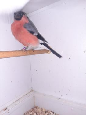 2 prachtige goudvink mannen