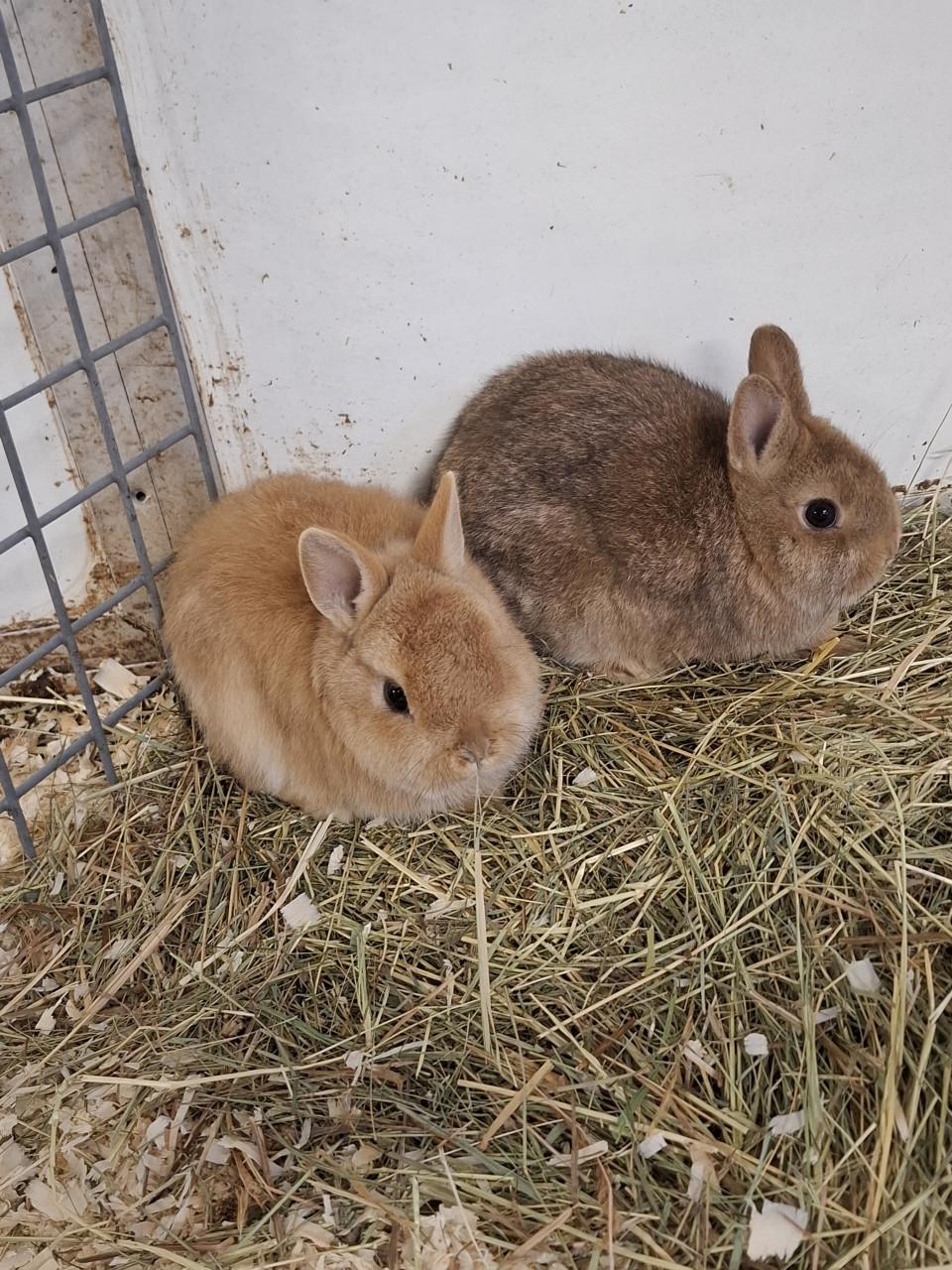 Jonge kleinblijvende dwergkonijntjes
