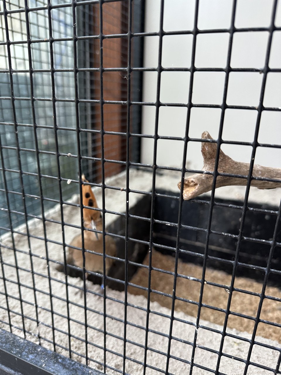 Vogels