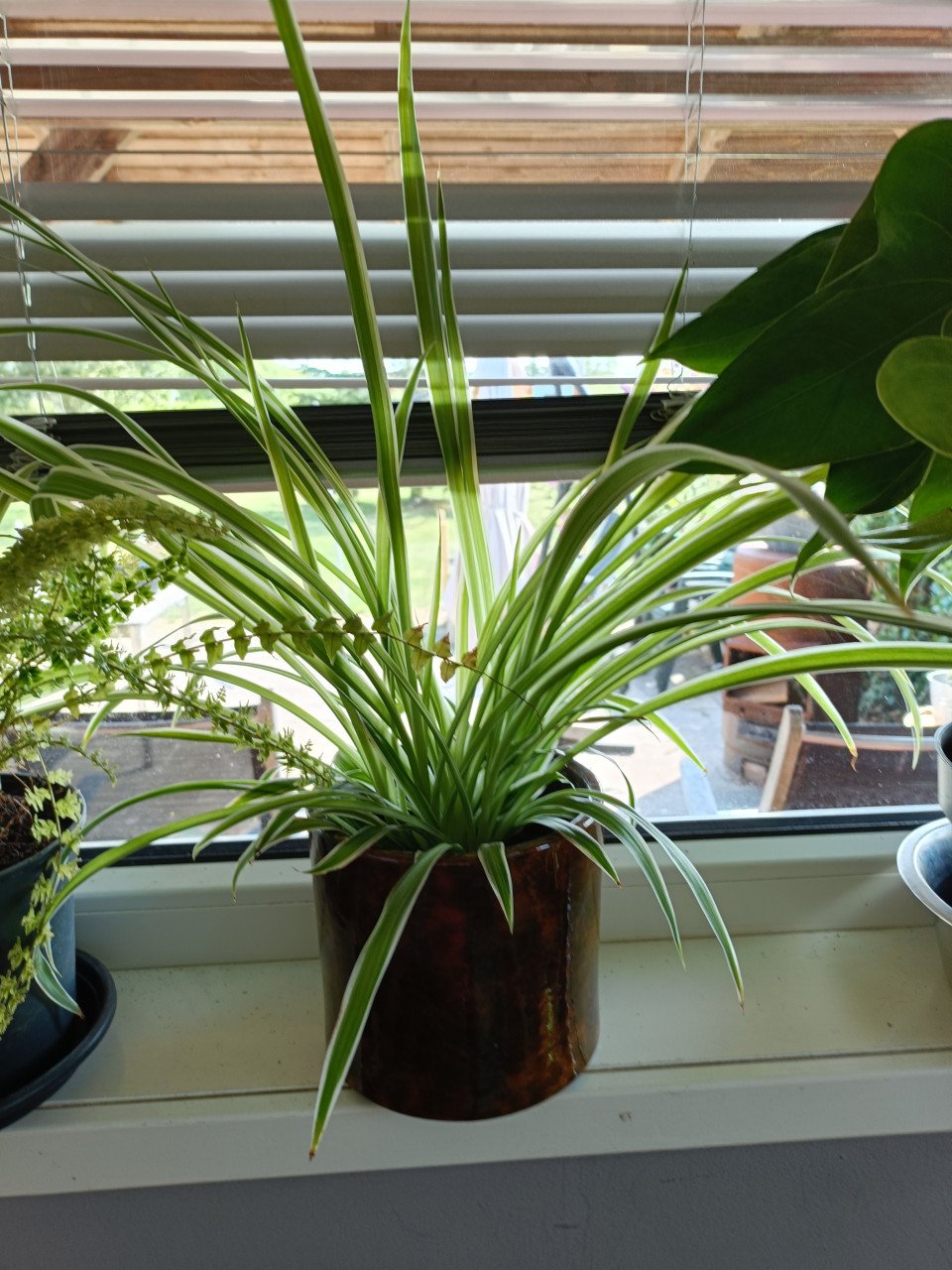 Kamerplanten