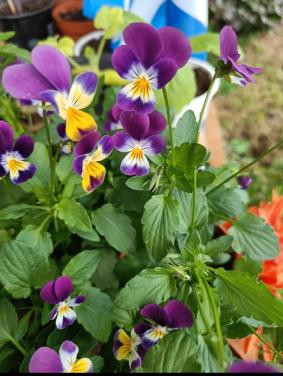 Zaden Driekleurig Viooltje - Viola Tricolor BIO