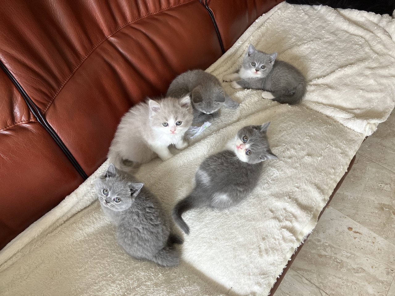 Brits Korthaar kittens