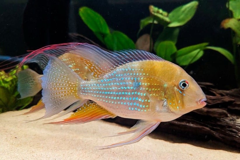 Aquariumvissen