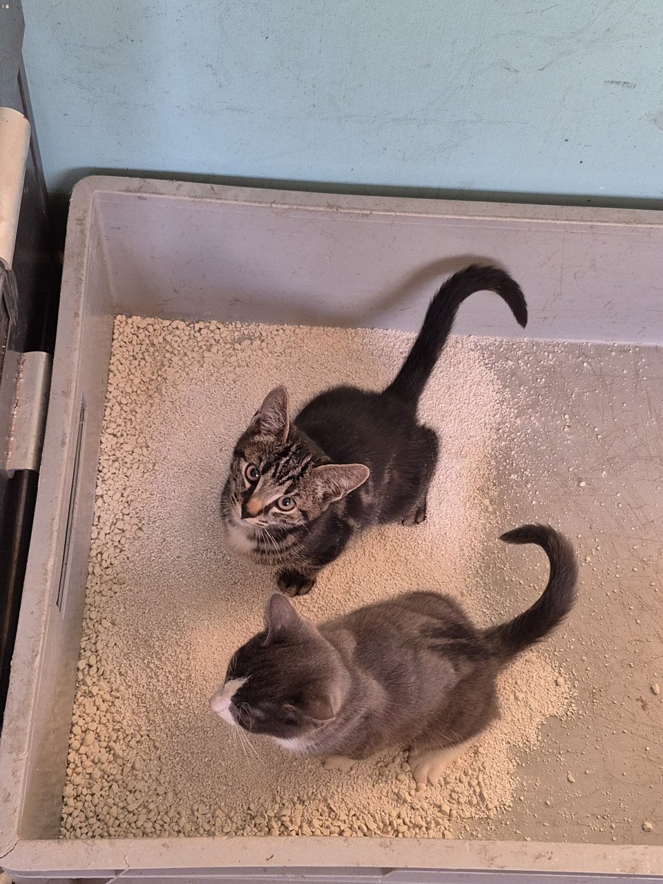 Kitten