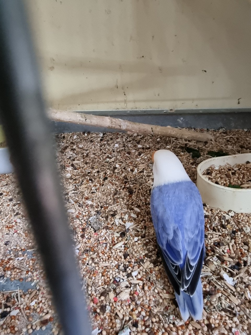 Blinde! Agapornis Fisherie