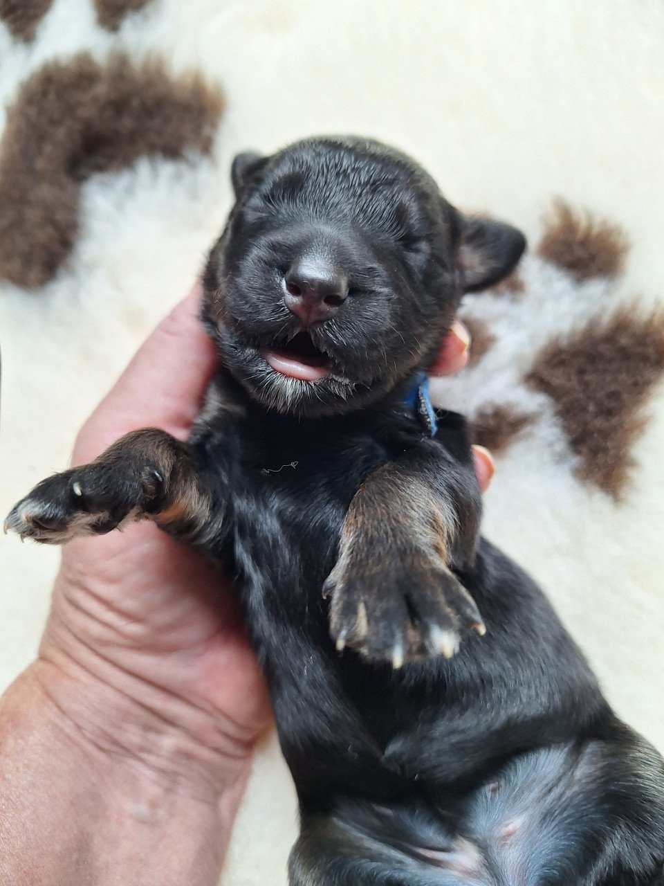 Bernedoodles pups