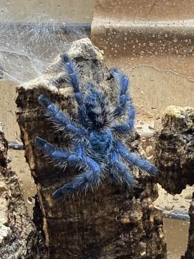 Caribena versicolor