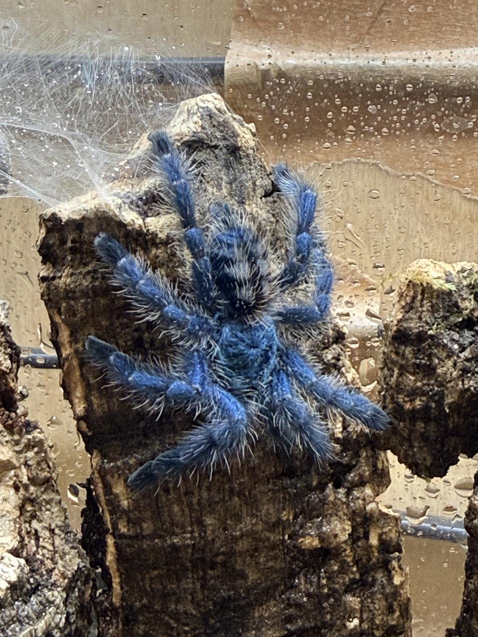 Caribena versicolor