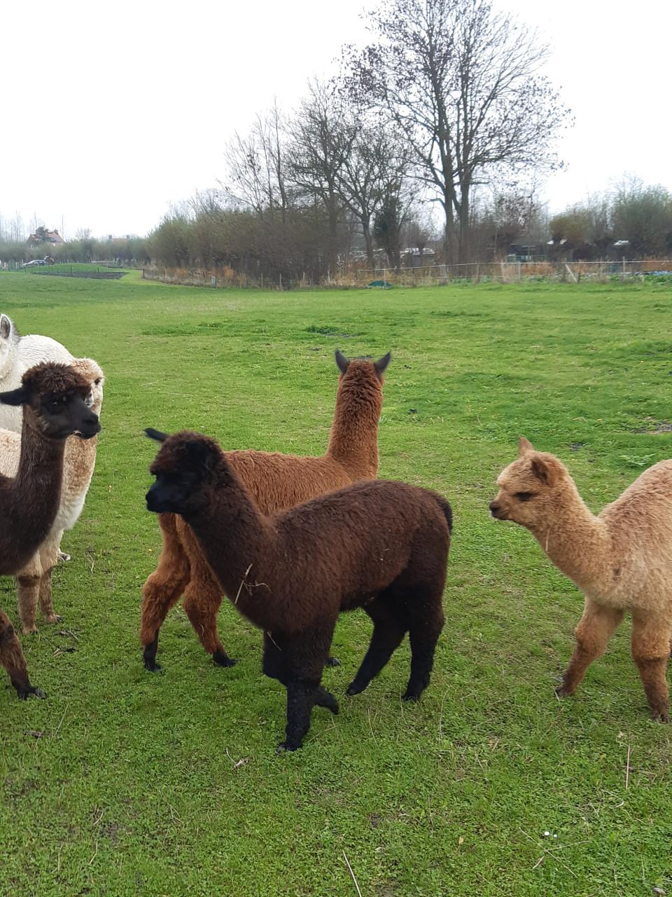 Alpacahengstjes