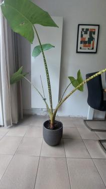 Plant Alocasia Zebrina "olifantoor"