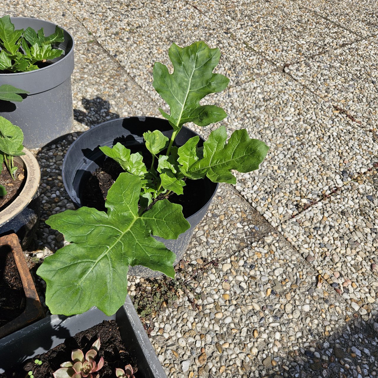 Acanthus Mollis - Berenklauw