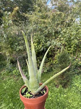 Aloë Vera in pot