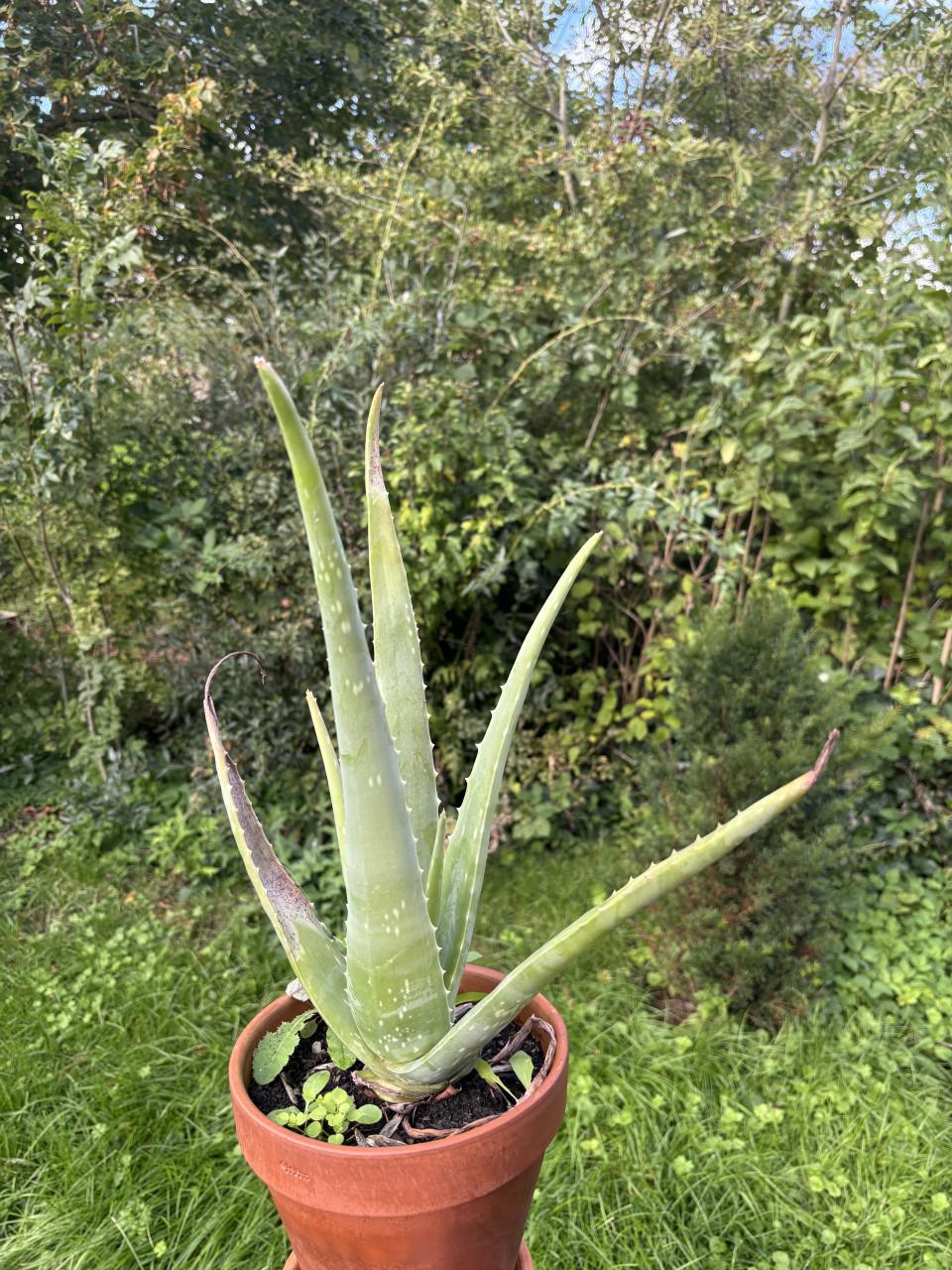 Aloë Vera in pot