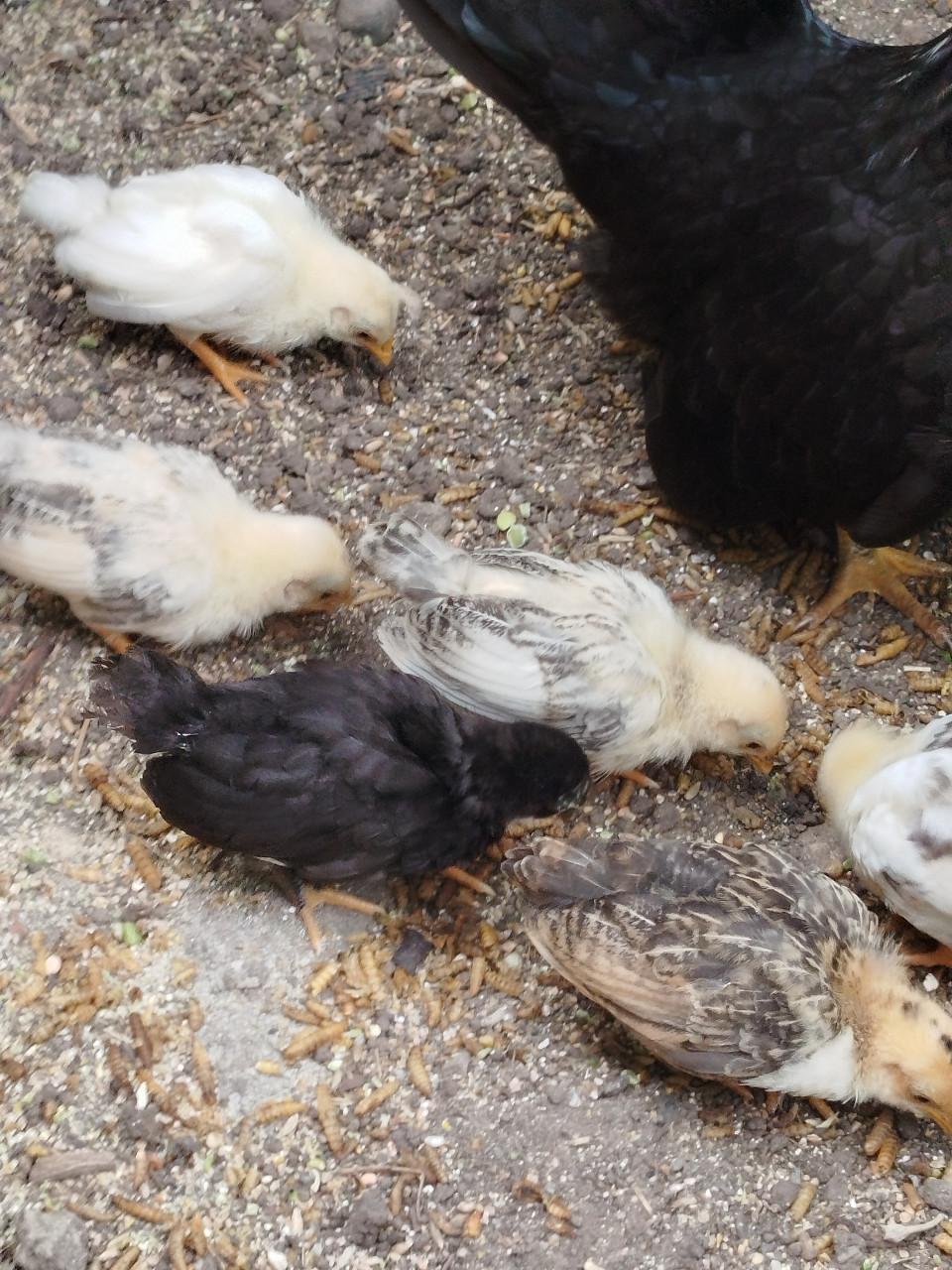 Kuikens