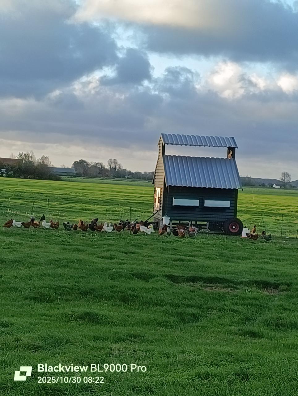 Jonge leggen en te koop